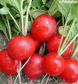 Ronde Radijs 'Cherry Belle'