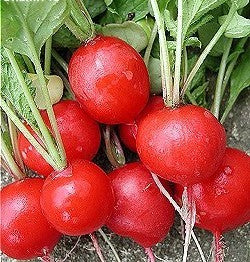 Radish 'Cherry Belle' / 'Raxe'
