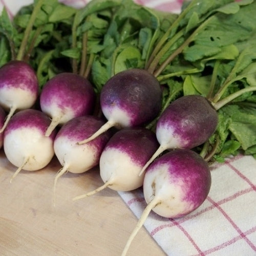 Ronde Radijs 'Diana'