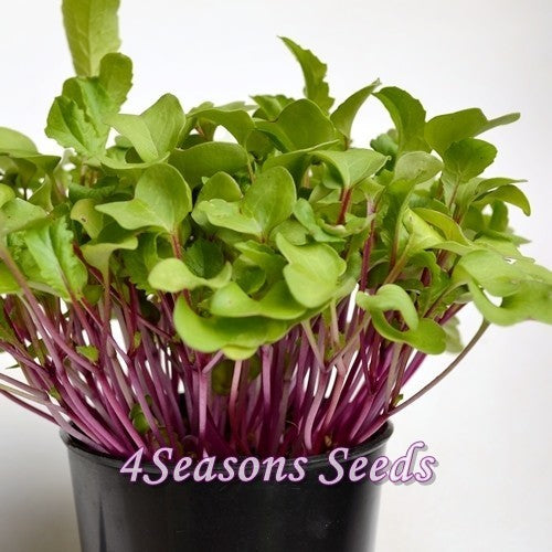 Radijssla 'Saisai Purple' F1
