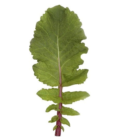 Radijssla 'Saisai Purple' F1