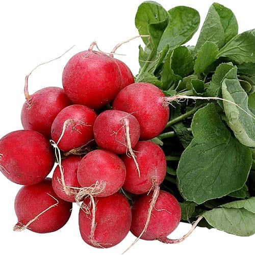 Round Radish 'Knacker' / 'Saxa' (Selection)