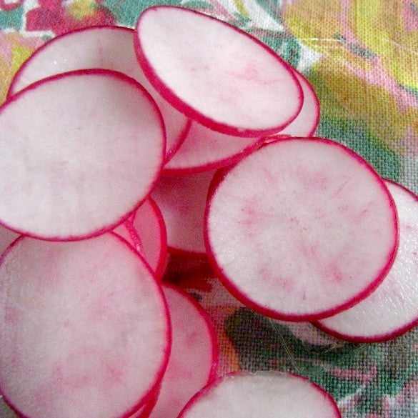 Round Radish 'Knacker' / 'Saxa' (Selection)