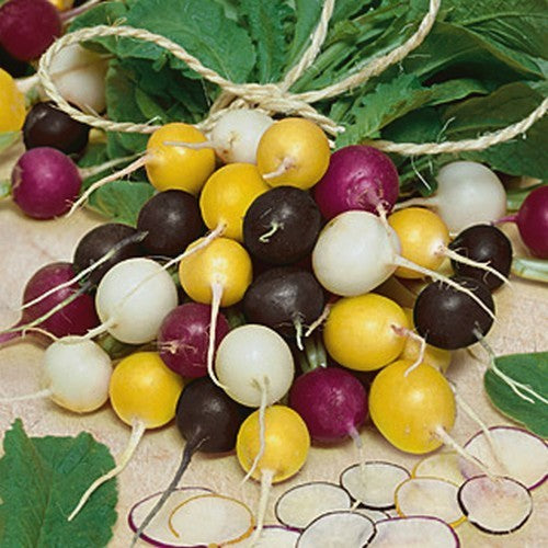 Ronde Radijs 'Mixed'
