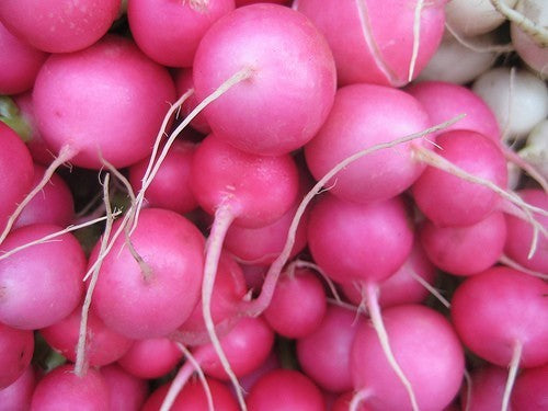 Round Radish 'Pink Beauty' / 'Pink Celebration'
