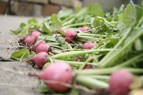 Round Radish 'Pink Beauty' / 'Pink Celebration'