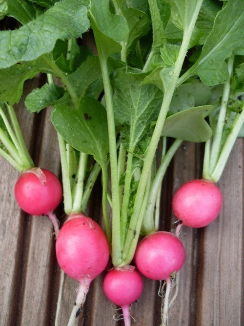 Round Radish 'Pink Beauty' / 'Pink Celebration'