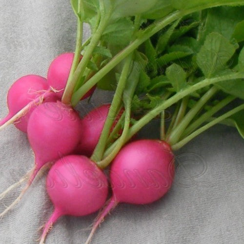 Round Radish 'Pink Beauty' / 'Pink Celebration'