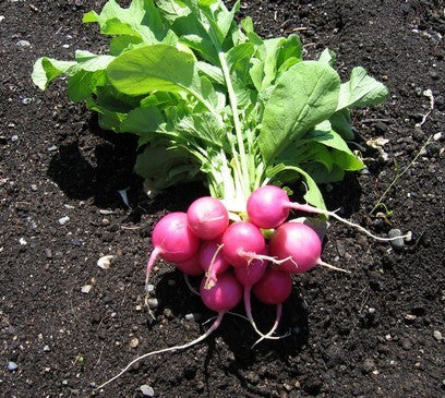 Round Radish 'Pink Beauty' / 'Pink Celebration'