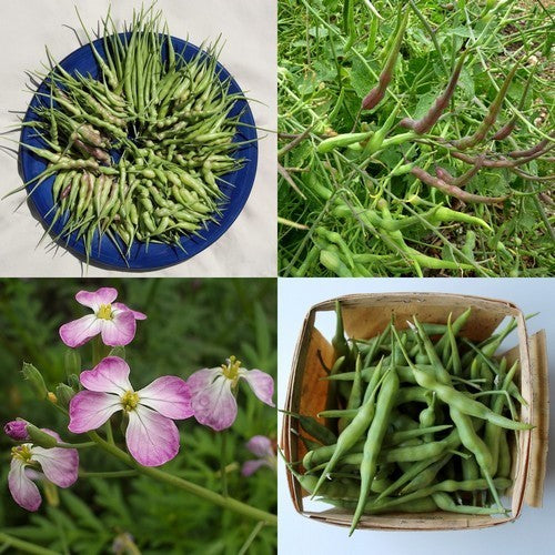'Rat's Tail' Radish Pods