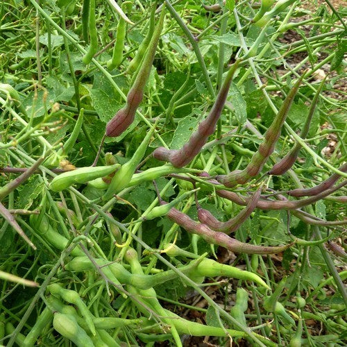 'Rat's Tail' Radish Pods