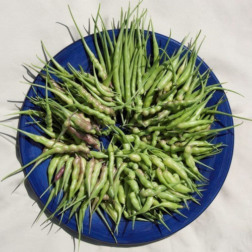 'Rat's Tail' Radish Pods