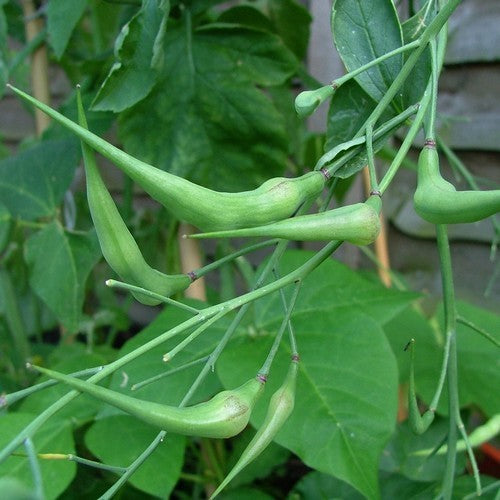 'Rat's Tail' Radish Pods