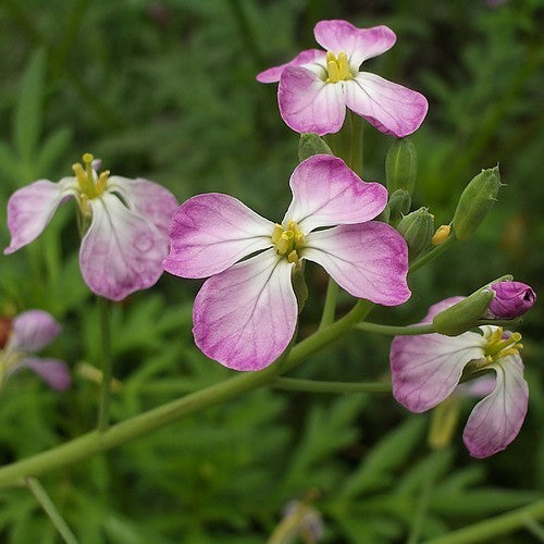 'Rat's Tail' Radish Pods