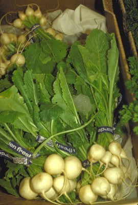 Radish 'Ronde Witte' / 'Hagelsteentjes'