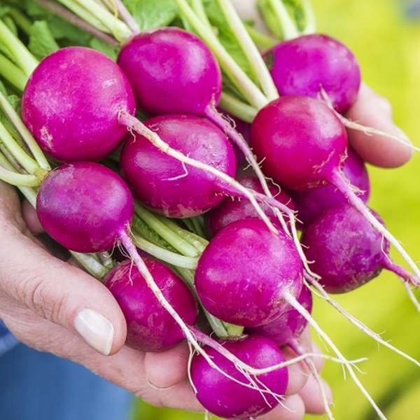 Round Radish 'Royal Purple'