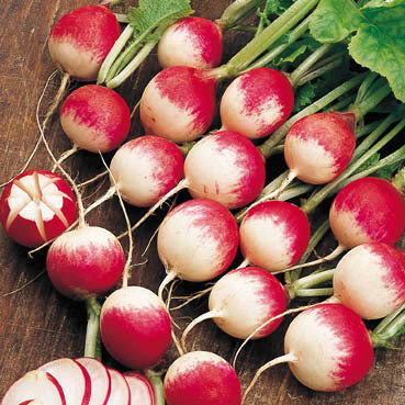 Round Radish 'Sparkler 2' / 'National 2'
