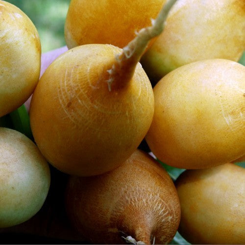 Gele Radijs 'Zeeuwse Gele Zeempjes' / 'Zlata'
