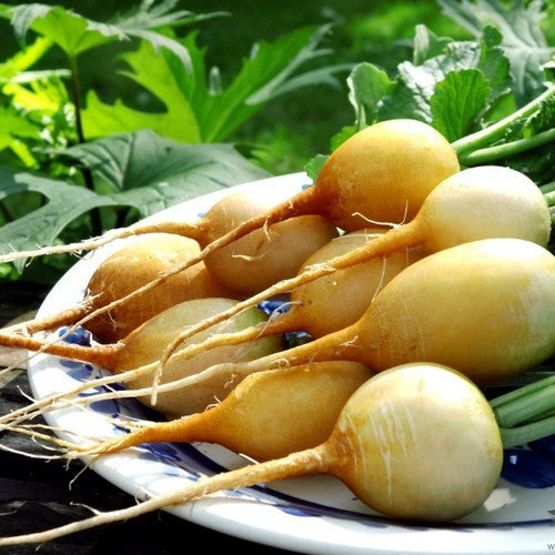 Gele Radijs 'Zeeuwse Gele Zeempjes' / 'Zlata'