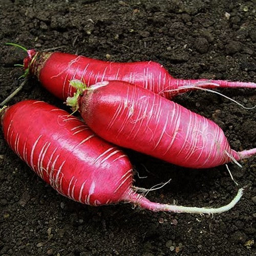 Chinese Radijs 'Candela di Fuoco' = 'Long Scarlet' / 'China'