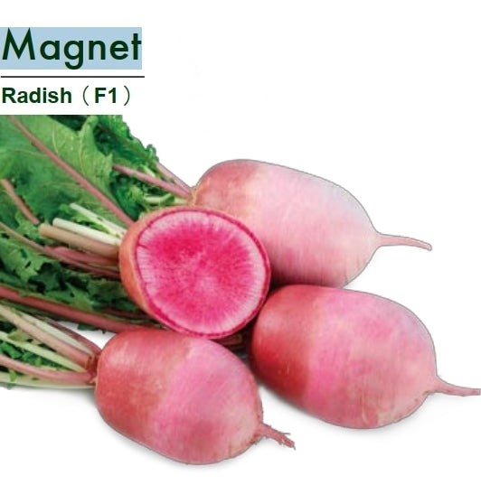 Chinese Radish 'Magnet' F1