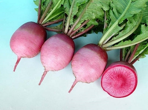 Chinese Radish 'Magnet' F1