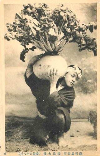 Japanse Radijs 'Sakurajima'
