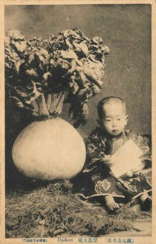 Japanse Radijs 'Sakurajima'
