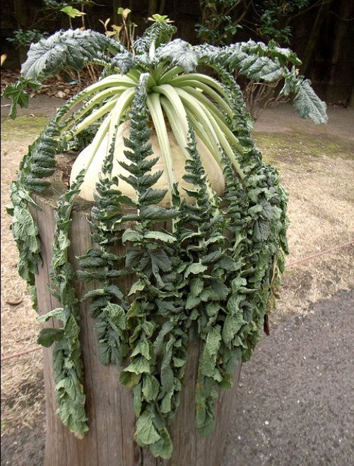 Japanse Radijs 'Sakurajima'