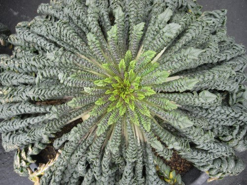 Japanse Radijs 'Sakurajima'