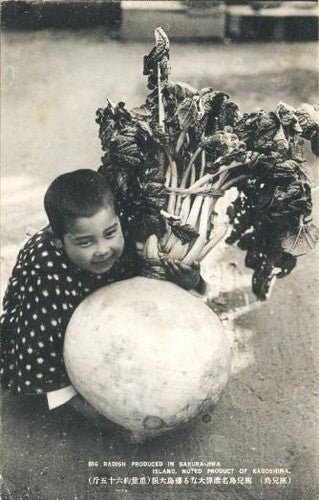 Japanse Radijs 'Sakurajima'