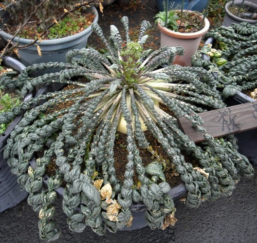 Japanse Radijs 'Sakurajima'