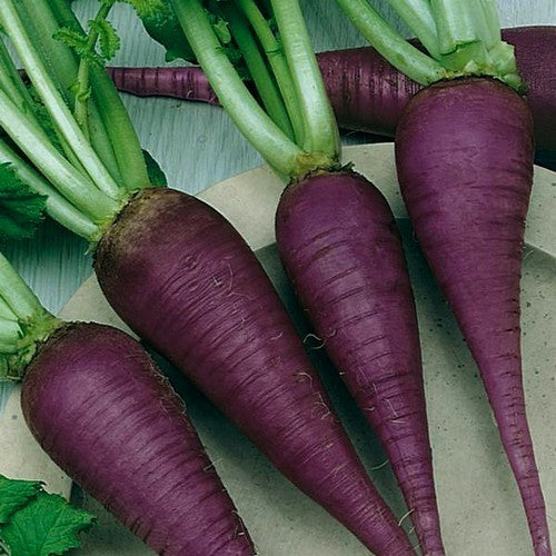 Radish 'Hild's Blue Autumn and Winter'