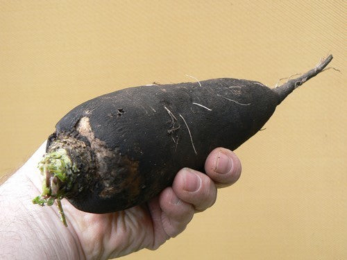 Rammenas 'Lange Zwarte Winter' / 'Noir Long Poids d'Horloge''