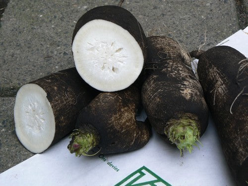 Rammenas 'Lange Zwarte Winter' / 'Noir Long Poids d'Horloge''
