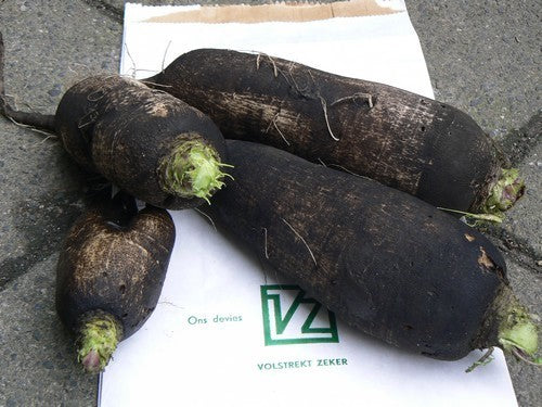 Rammenas 'Lange Zwarte Winter' / 'Noir Long Poids d'Horloge''