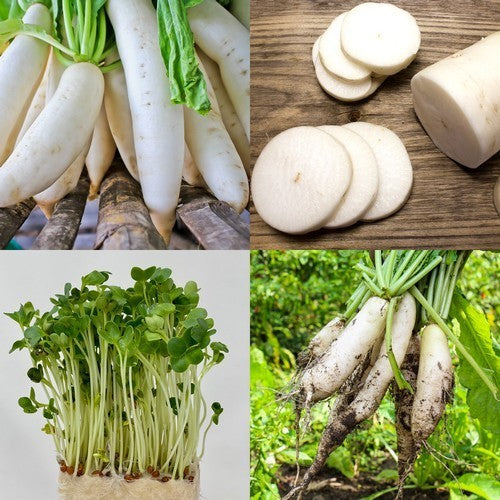 Radish 'Mino Early'