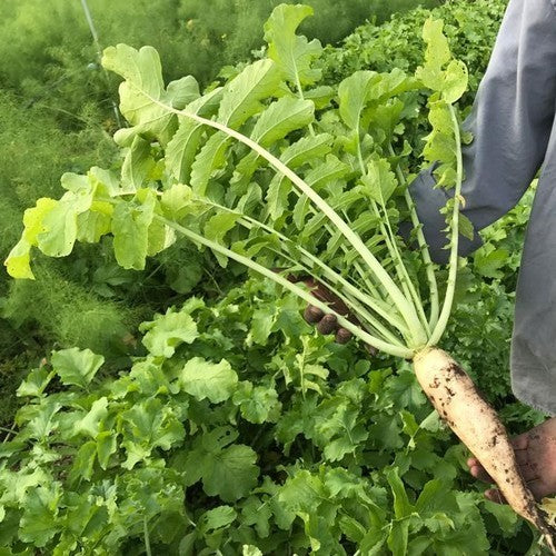 Radish 'Mino Early'