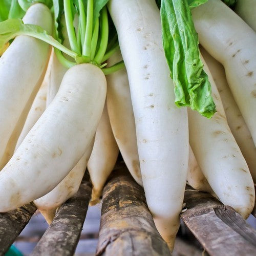 Radish 'Mino Early'