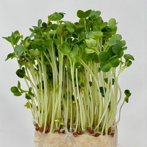 Radish 'Mino Early'