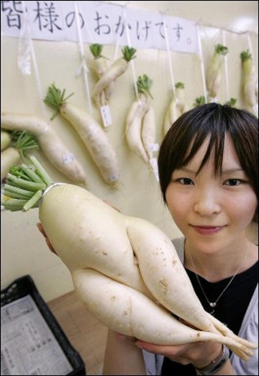 Radish 'Mino Early'