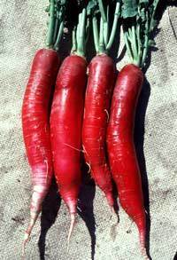 Radish 'Ostergruss Rosa 2'