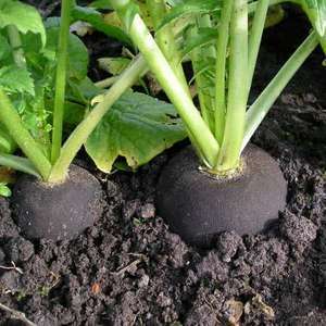 Rammenas 'Ronde Zwarte Winter' Extra Dark Selection / 'Black'