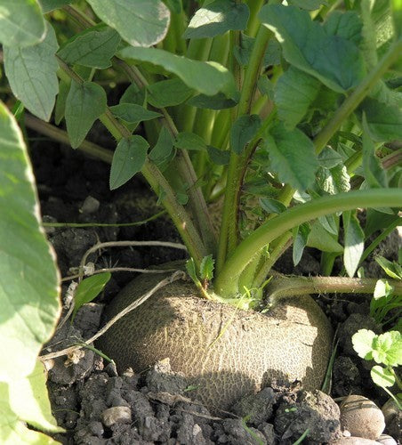 Rammenas 'Ronde Zwarte Winter' Extra Dark Selection / 'Black'