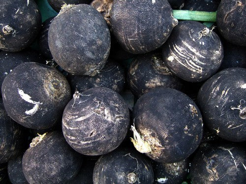 Rammenas 'Ronde Zwarte Winter' Extra Dark Selection / 'Black'