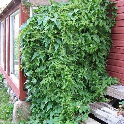 Rankspinazie
