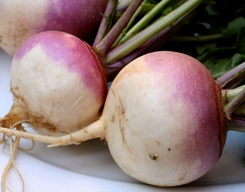Rapen 'de Nancy' / 'Ronde Witte Roodkop' / Purple Top White