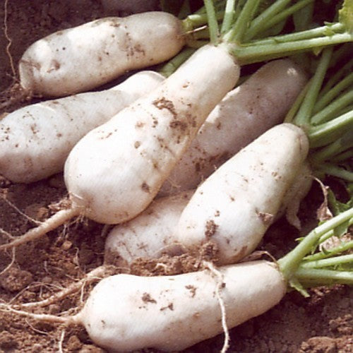 Turnip 'Marteau' / 'Hilversum Table Turnip' / 'Gooise Sloven' /
