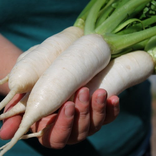Turnip 'Marteau' / 'Hilversum Table Turnip' / 'Gooise Sloven' /