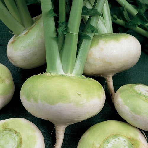 Rapen 'Platte Witte Mei'